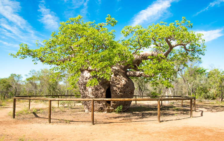 10-day Broome to Darwin Kimberley tour by Kimberley Off Road Tours